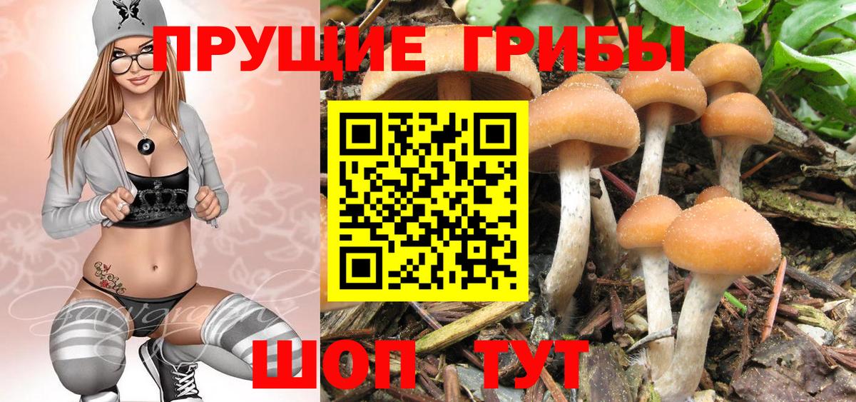 Тавда  Псилоцибиновые грибы MAGIC MUSHROOMS  магазин    Псилоцибиновые грибы прущие грибы  Вход с VPN 